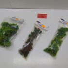 PACK DE ARBOLES PARA MAQUETA